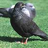 A pigeon